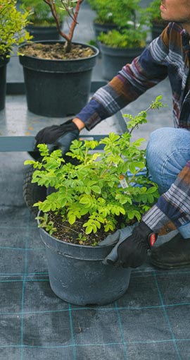 Mowing Services Melbourne